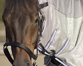 QHP Vliegendeken Combo met Hals