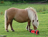 Pipolino voerdispenser Pony < 250 kg rood/zwart