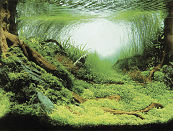 SuperFish Deco poster C