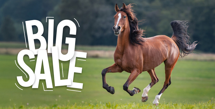 Sale op onze ruitersportafdeling