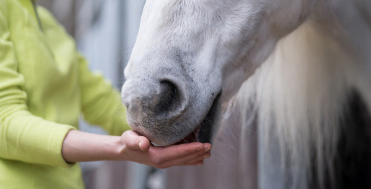 Geef je paard wat extra's