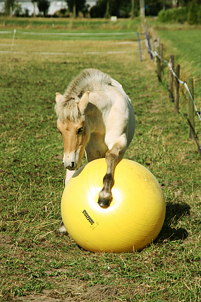 Maximus Power Play Ball 