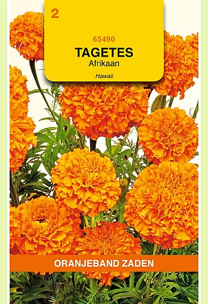 Tagetes Hawaii