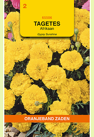 Tagetes Gypsy Sunshine