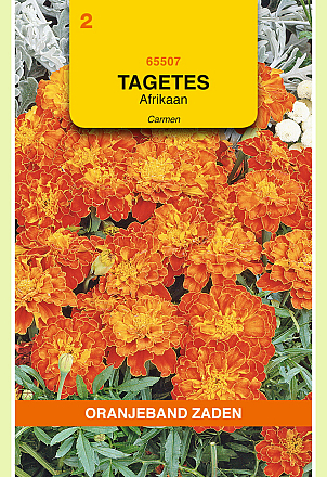 Tagetes Carmen