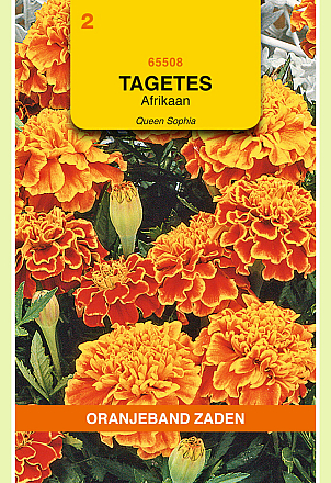 Tagetes Queen Sophia