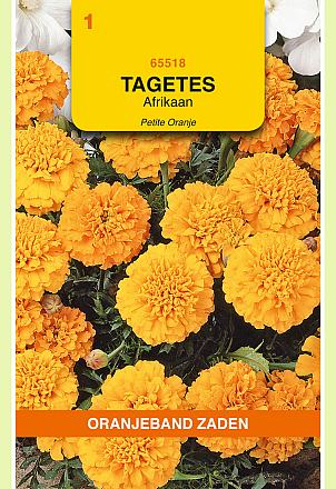 Tagetes Petite Oranje