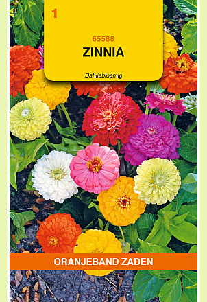 Zinnia Elegans Dahliabloemig Gemengd