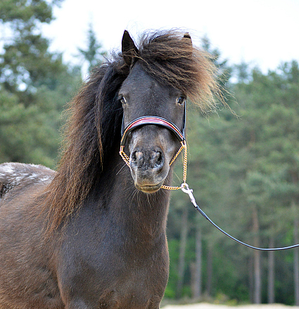 QHP Falabella showhoofdstel Shine