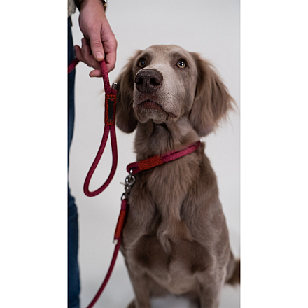 Frenky Lewis Hondenlijn Hands Free