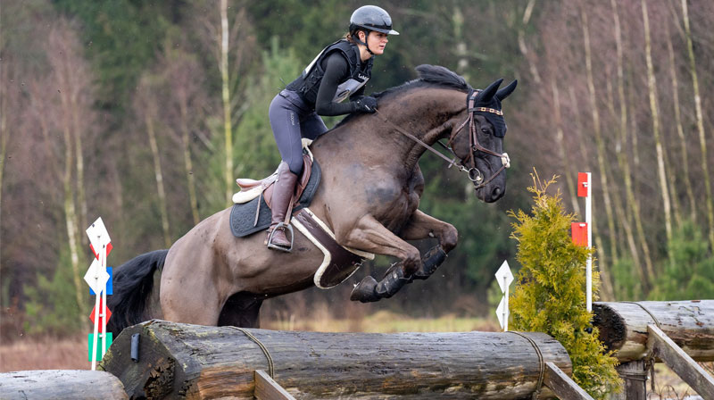 Voor het paard